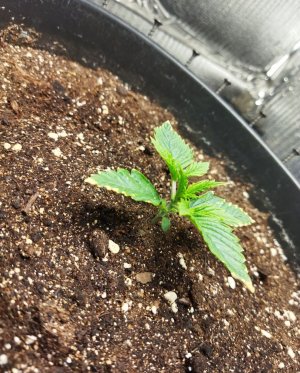 Screenshot_2023-02-21-16-47-23-042_com.miui.gallery-edit.jpg Screenshot_2023-02-21-16-47-23-042_com.miui.gallery-edit.jpg