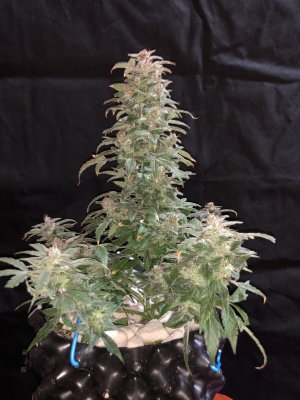 IMG_8026.JPG IMG_8026.JPG