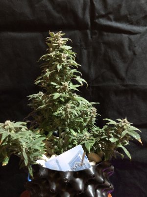 IMG_8023.JPG IMG_8023.JPG