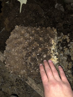 IMG_8038.JPG IMG_8038.JPG