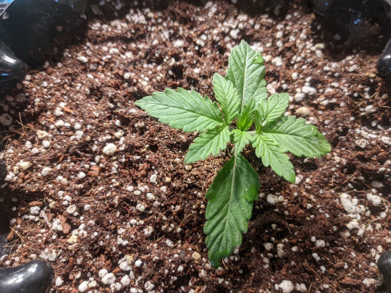 IMG_20230303_163406_408.jpg IMG_20230303_163406_408.jpg