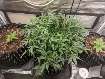 IMG_20230305_222251_913.jpg IMG_20230305_222251_913.jpg