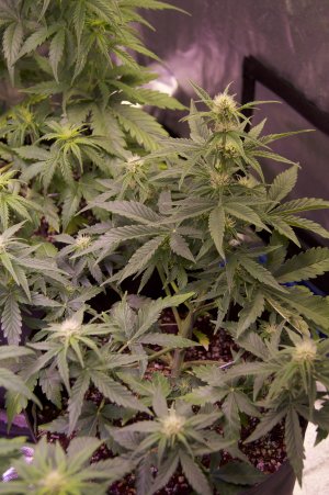 DSC04451.jpeg DSC04451.jpeg