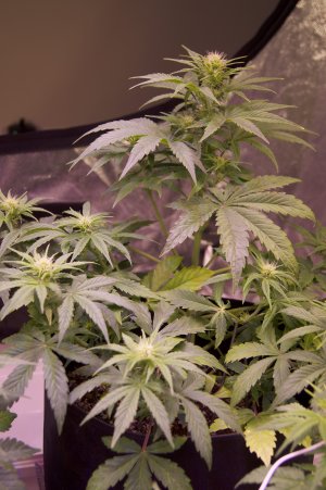 DSC04452.jpeg DSC04452.jpeg