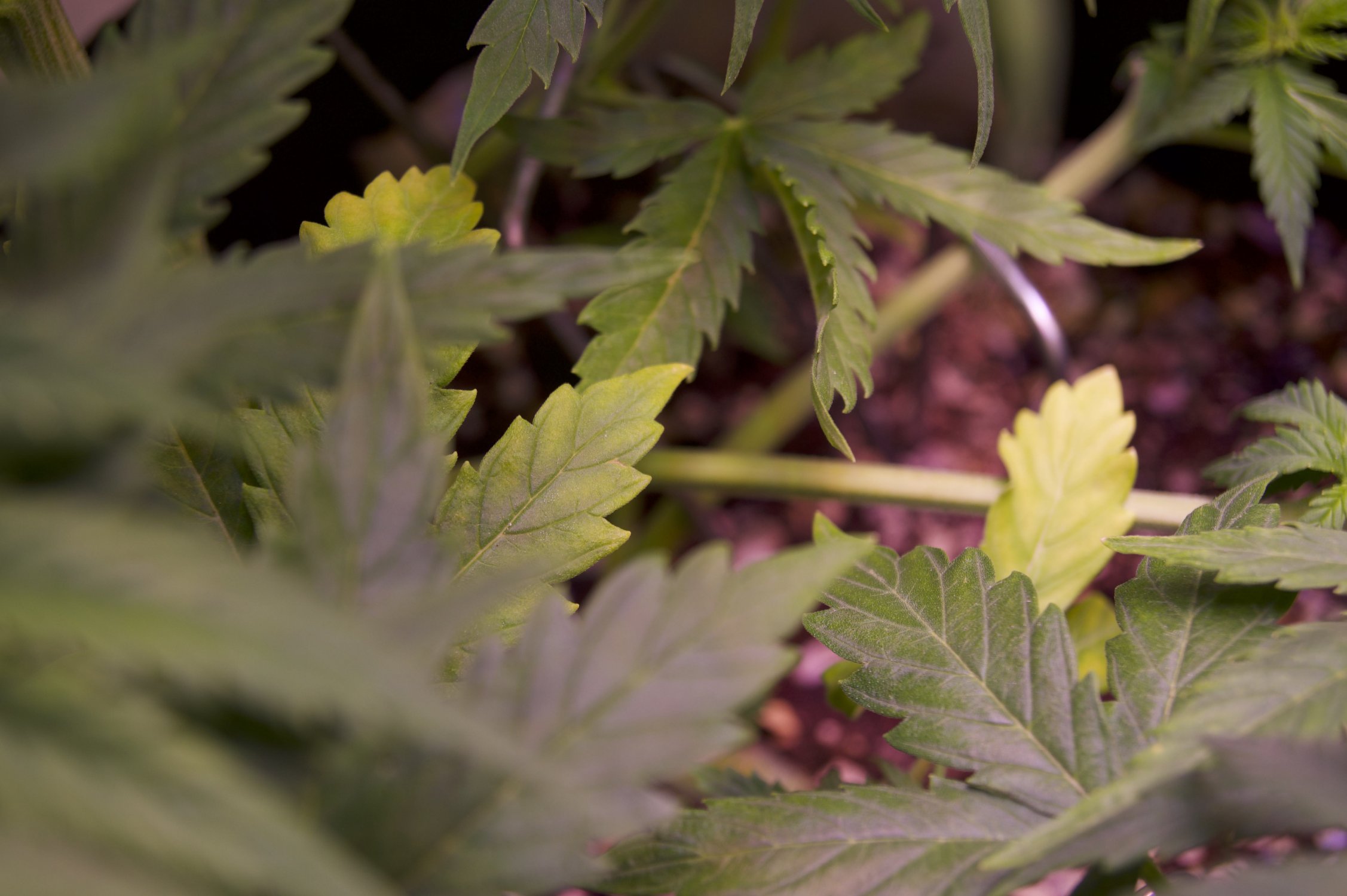 DSC04458.jpeg DSC04458.jpeg