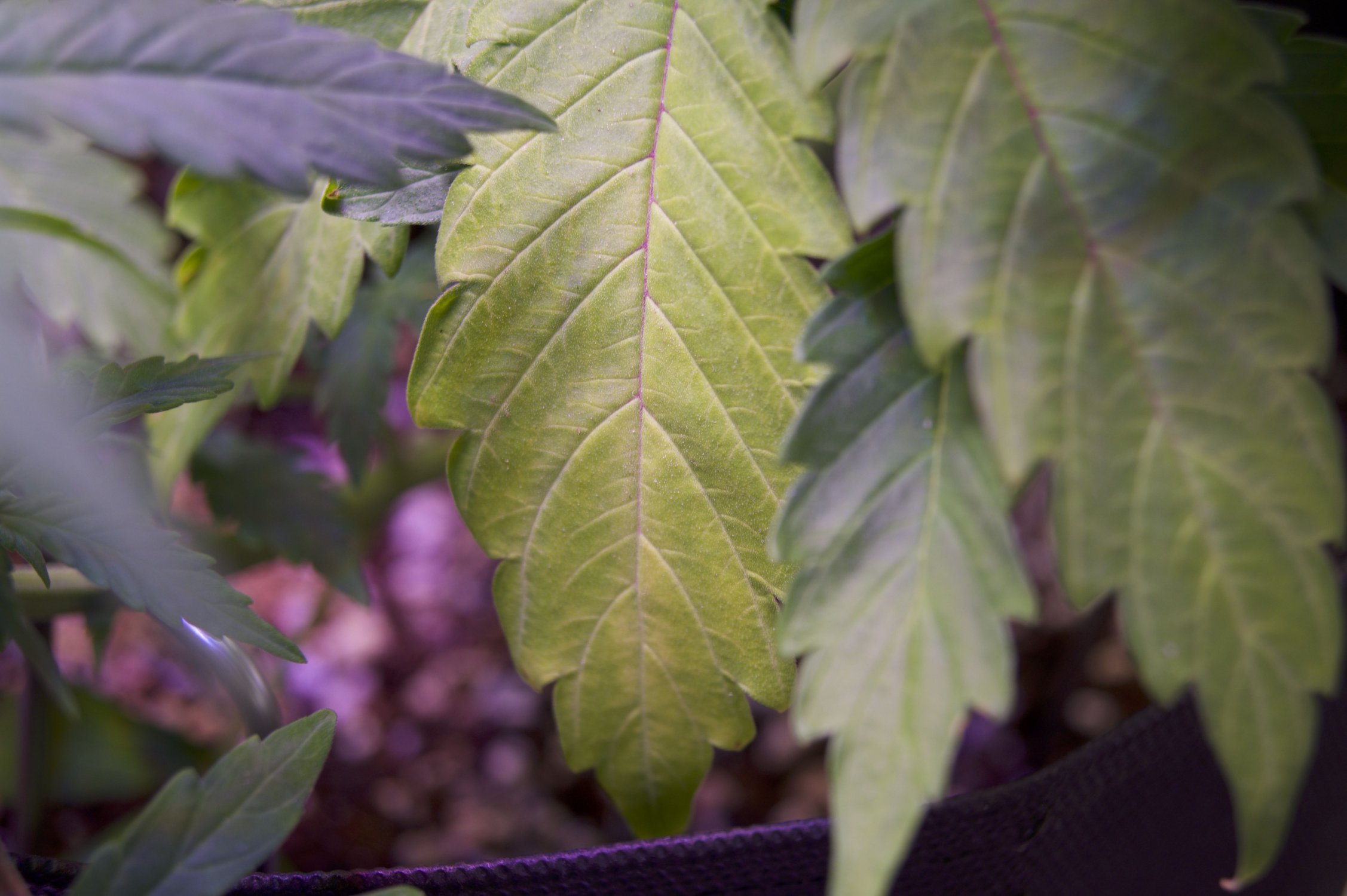 DSC04459.jpeg DSC04459.jpeg