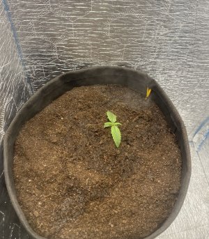 0F6AD87C-8875-4EC1-BF8D-EB0D04685264.jpeg 0F6AD87C-8875-4EC1-BF8D-EB0D04685264.jpeg