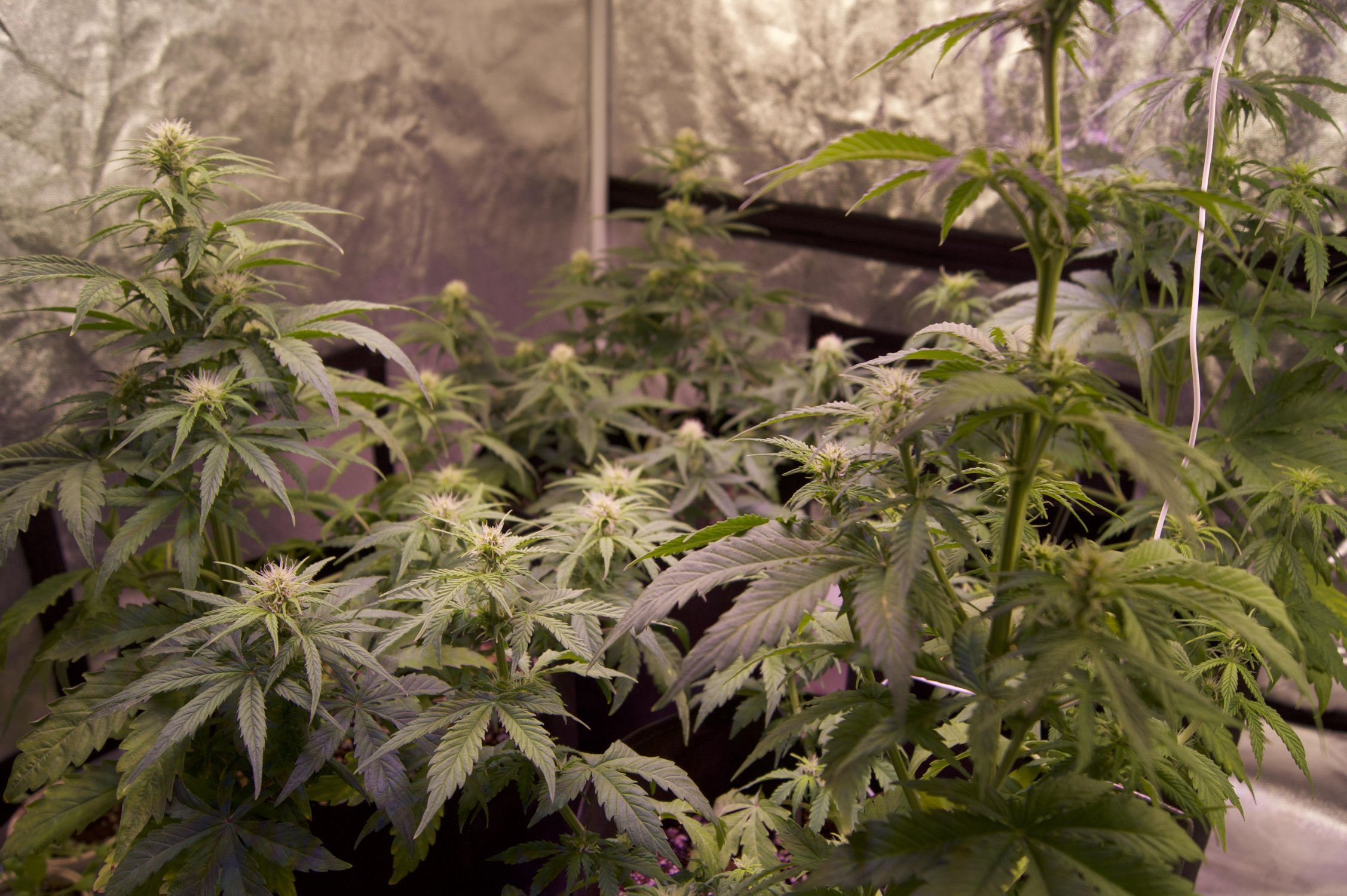 DSC04470.jpeg DSC04470.jpeg