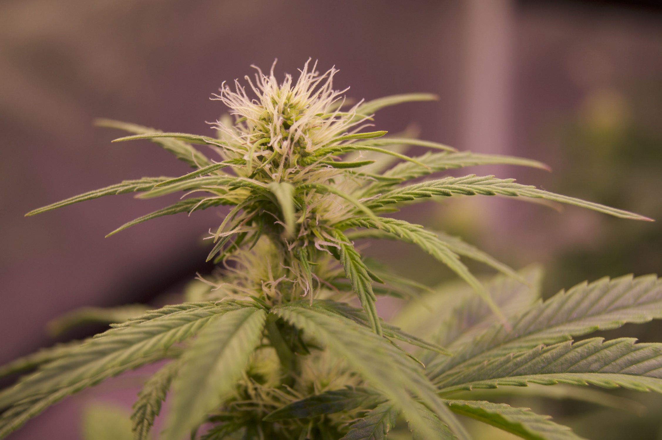 DSC04473.jpeg DSC04473.jpeg