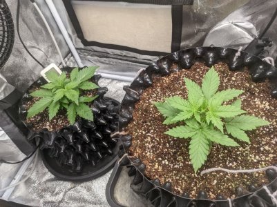 IMG_20230308_160350_387.jpg IMG_20230308_160350_387.jpg