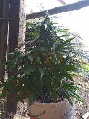 IMG_20230310_125047_6.jpg IMG_20230310_125047_6.jpg