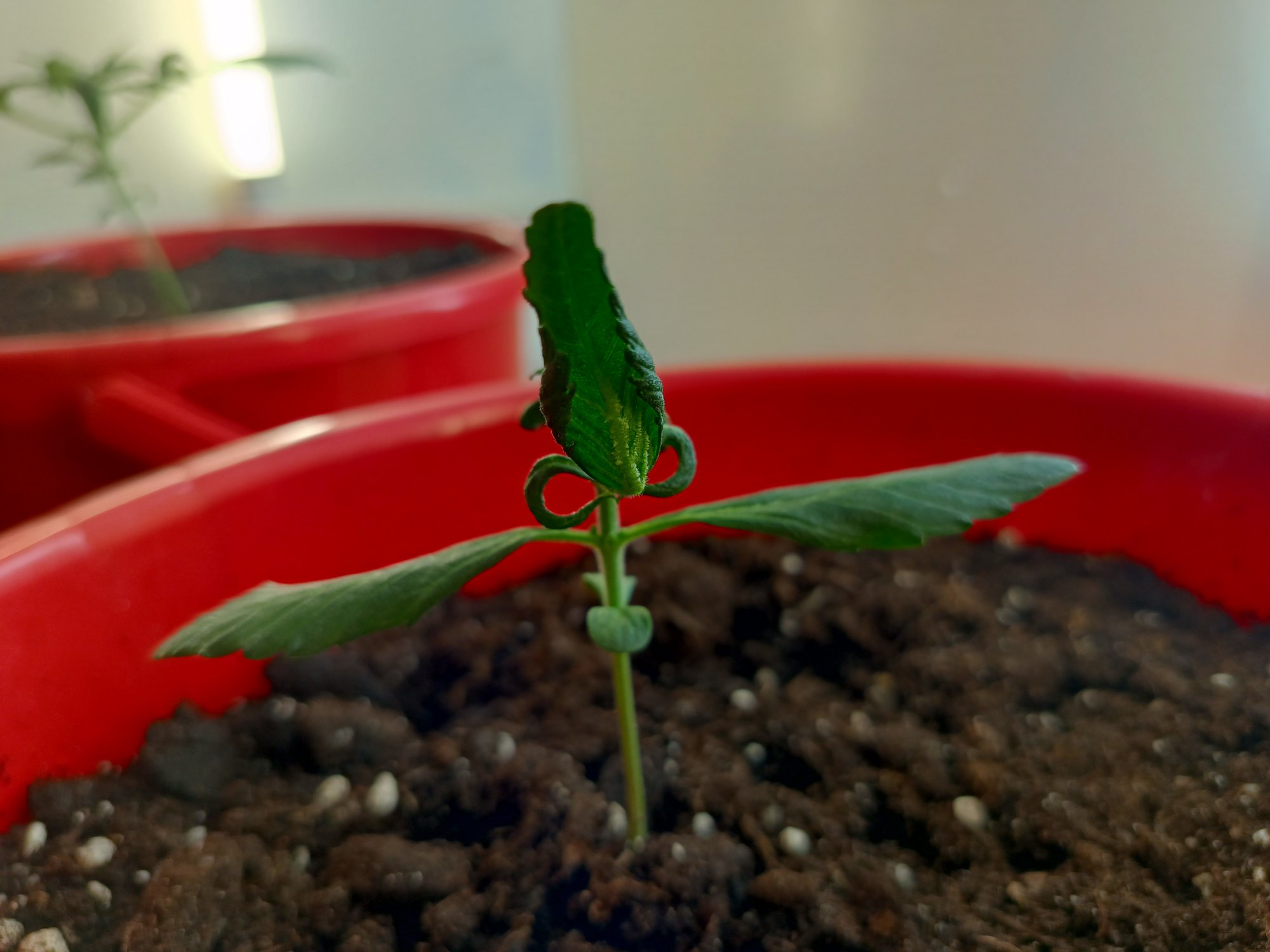 под листом.jpg