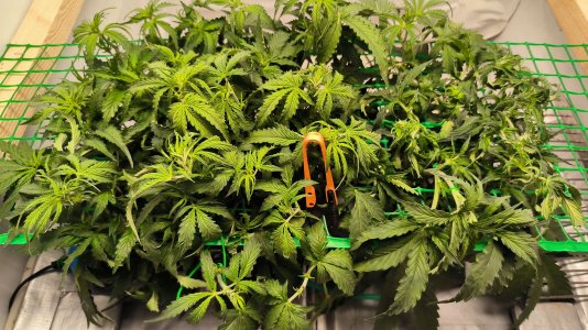 IMG_20230311_121523.jpg IMG_20230311_121523.jpg