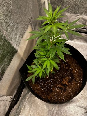 FB83D116-C9A1-46E5-92F6-F327A00BF02D.jpeg FB83D116-C9A1-46E5-92F6-F327A00BF02D.jpeg