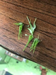 F32CE6E1-A860-4684-A64C-E4FDDCED68B3.jpeg F32CE6E1-A860-4684-A64C-E4FDDCED68B3.jpeg