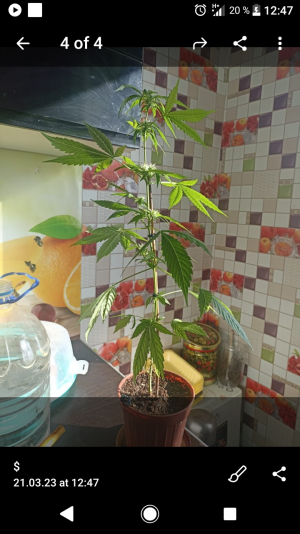 Screenshot_20230321-124754.png Screenshot_20230321-124754.png