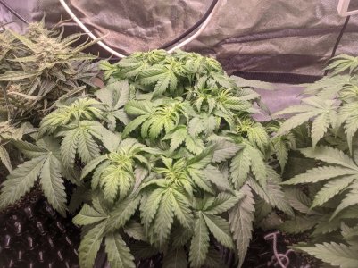 IMG_20230324_233000_430.jpg IMG_20230324_233000_430.jpg