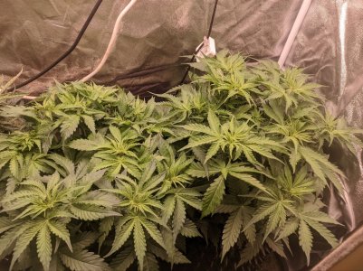 IMG_20230326_161320_837.jpg IMG_20230326_161320_837.jpg