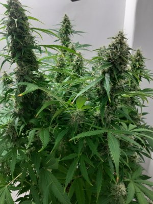 20230326_181532.jpg 20230326_181532.jpg