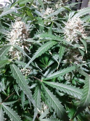 20230326_181520.jpg 20230326_181520.jpg