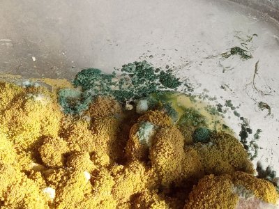 IMG_20230325_132700_9.jpg IMG_20230325_132700_9.jpg