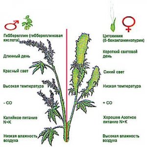 фитогормоны.jpg