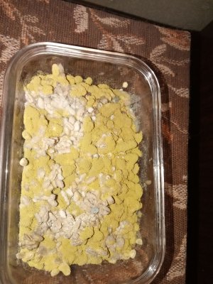 IMG_20230326_203402_4.jpg IMG_20230326_203402_4.jpg