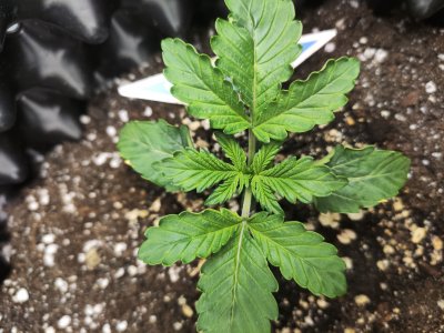 IMG_20230215_104609.jpg IMG_20230215_104609.jpg