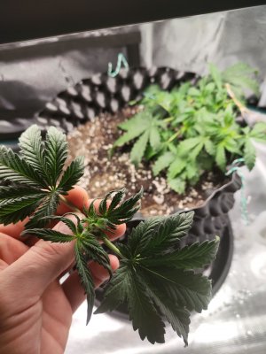 1677227385722.jpg 1677227385722.jpg