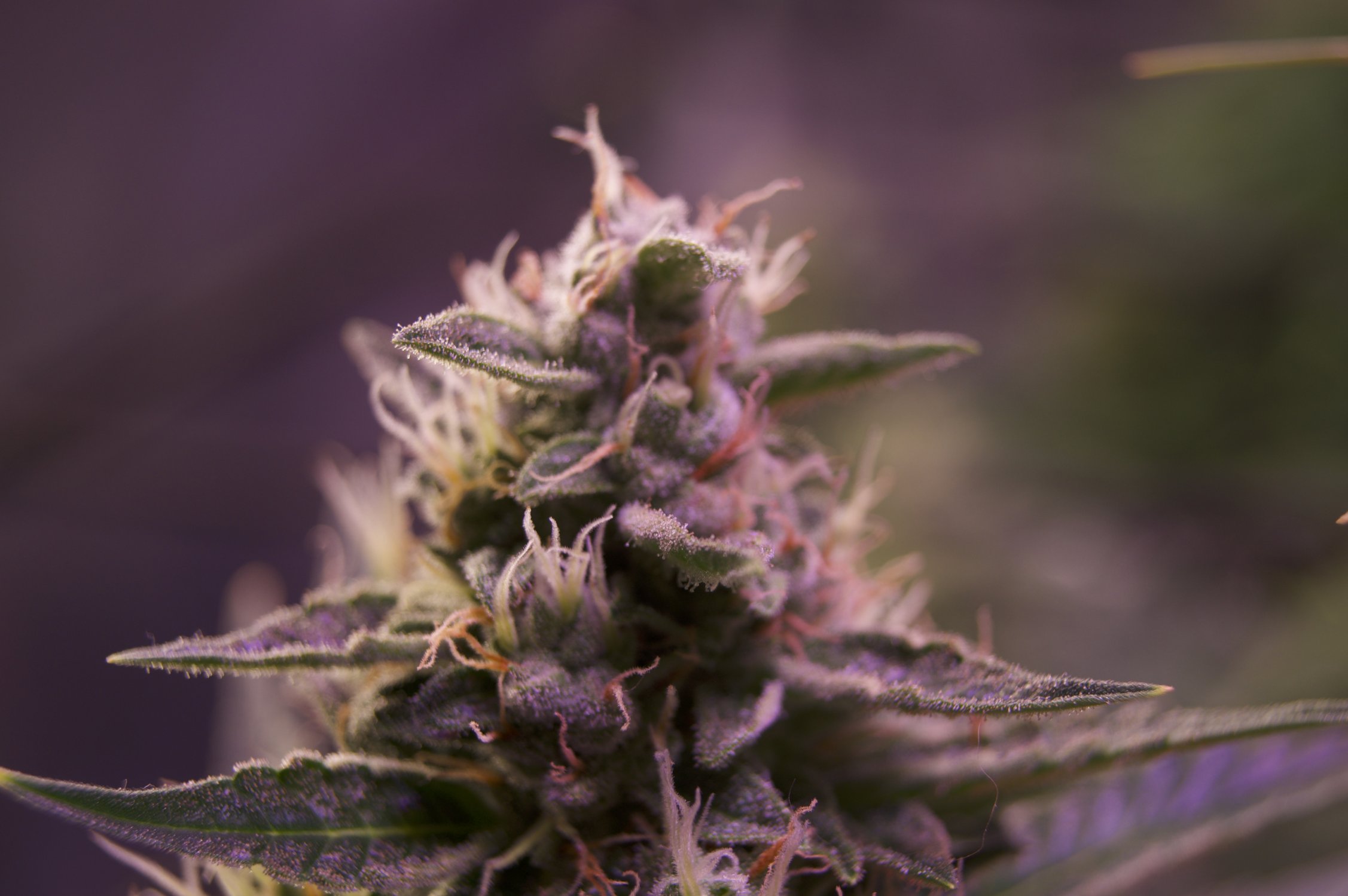 DSC04653.jpeg DSC04653.jpeg