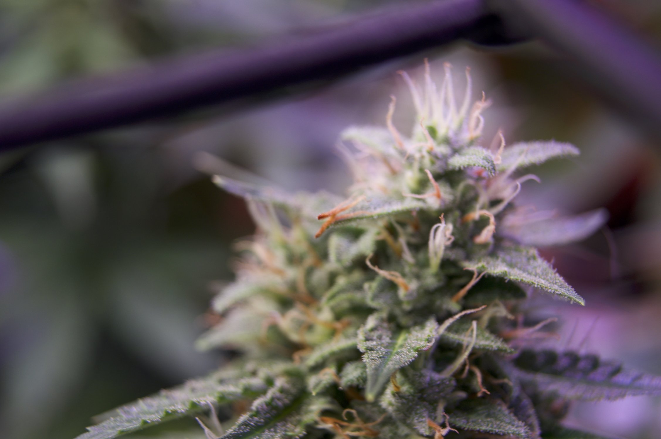 DSC04654.jpeg DSC04654.jpeg