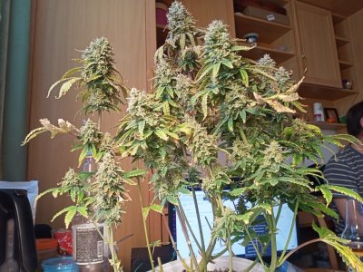 IMG20230330145016.jpg IMG20230330145016.jpg