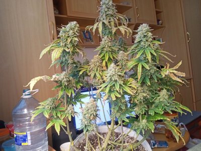 IMG20230330144143.jpg IMG20230330144143.jpg