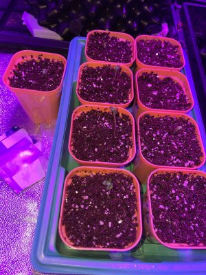 7FF3D314-D848-43A8-9626-654ED6760A26.jpeg 7FF3D314-D848-43A8-9626-654ED6760A26.jpeg