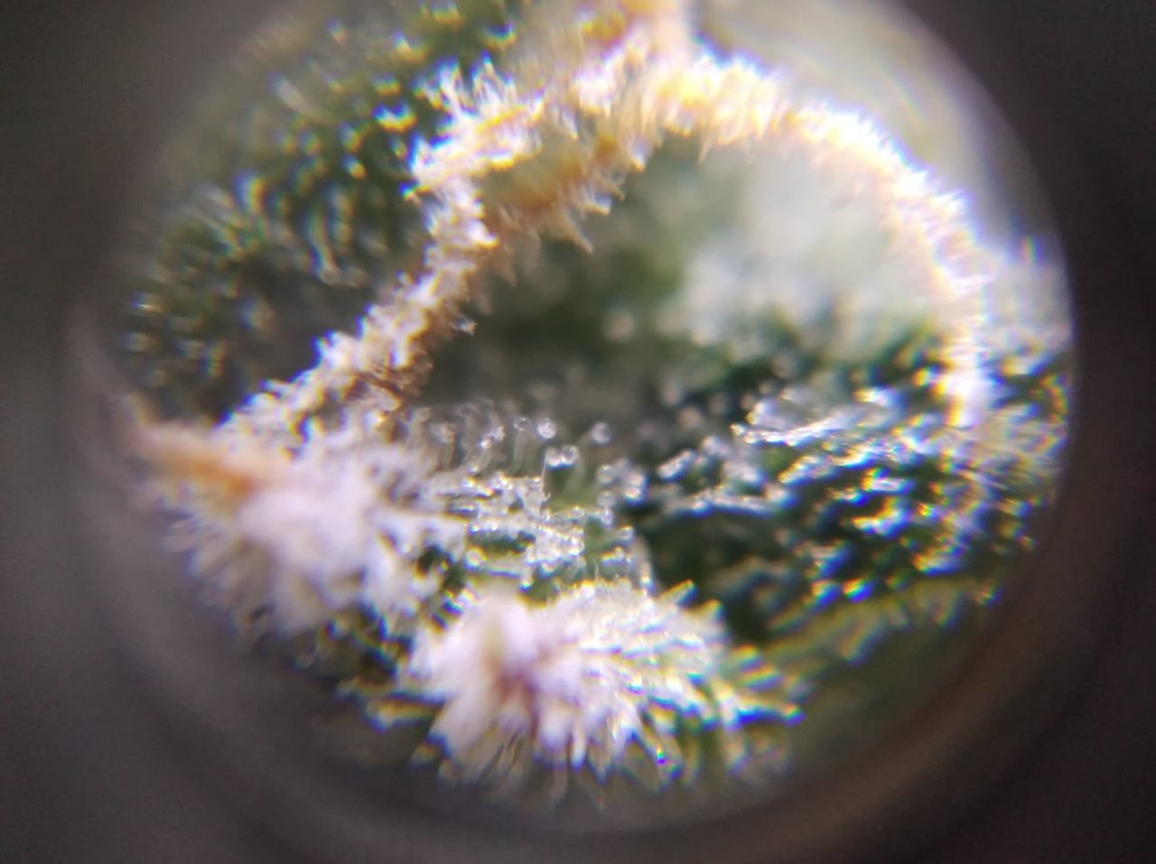 IMG-20230404-WA0001.jpg IMG-20230404-WA0001.jpg