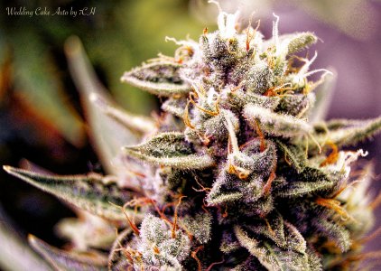 DSC04715.jpg DSC04715.jpg