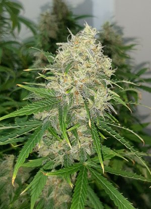 20230407_111221.jpg 20230407_111221.jpg