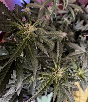 A35E86B4-71F9-44C1-9750-E4DC83EF14B0.jpeg A35E86B4-71F9-44C1-9750-E4DC83EF14B0.jpeg