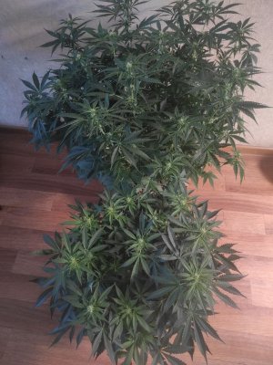 IMG_20230409_163054_937.jpg IMG_20230409_163054_937.jpg