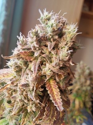 IMG20230411150432.jpg IMG20230411150432.jpg