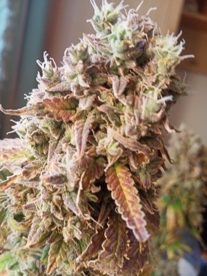 IMG20230411150435.jpg IMG20230411150435.jpg