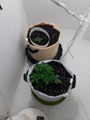 20230416_162504.jpg 20230416_162504.jpg