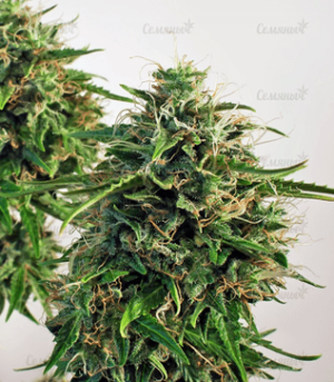 1633970370032.png 1633970370032.png