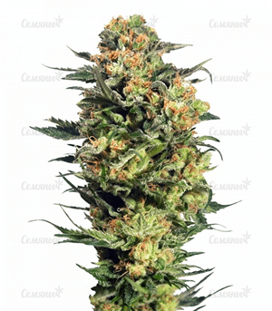 1634295927283.png 1634295927283.png