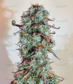 1634296668403.png 1634296668403.png