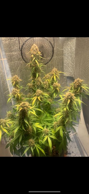 F9017FCC-F58F-4CEC-B9B7-A34714957E9C.jpeg F9017FCC-F58F-4CEC-B9B7-A34714957E9C.jpeg