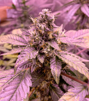 1635673621576.png 1635673621576.png