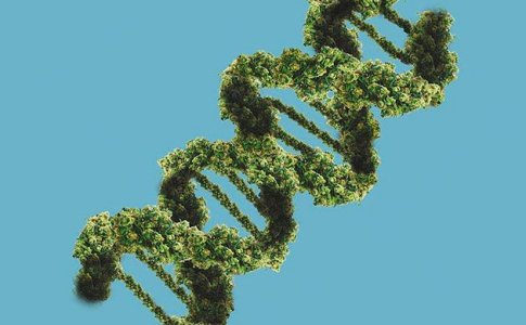 Стимуляторы для конопли Стимуляторы для конопли