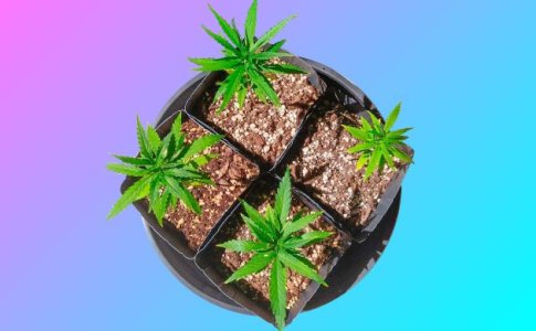 Емкости для выращивания конопли Емкости для выращивания конопли