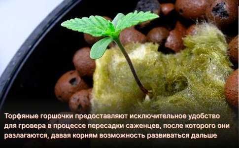 Горшки для саженцев конопли Горшки для саженцев конопли